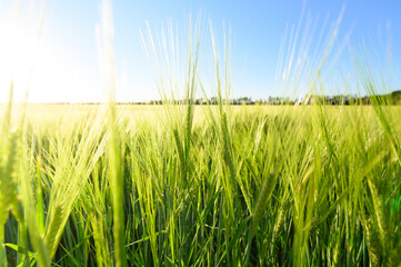 Beautiful green field of fresh barley cereals. Background