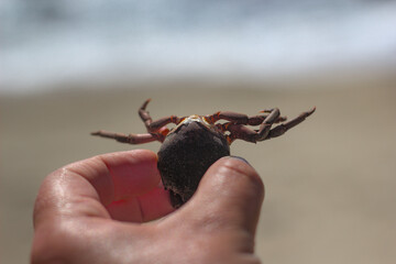 pequeño cangrejos o jaivas en la playa © Sergio Peña y Lillo
