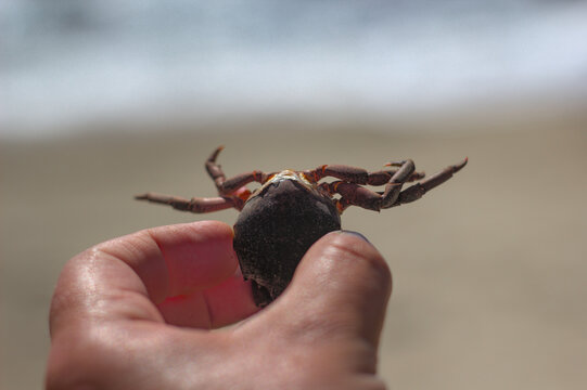 peque&ntilde;o cangrejos o jaivas en la playa