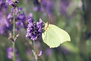 Beautiful butterfly in lavender field on sunny day, closeup