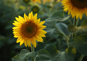 Beautiful blooming sunflower in field on summer day. Space for text