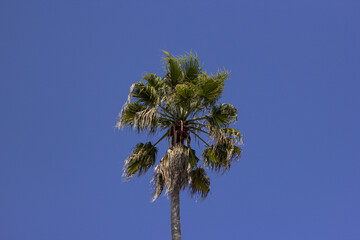 Fototapeta premium palmera bajo el sol del medio dia y el cielo azul