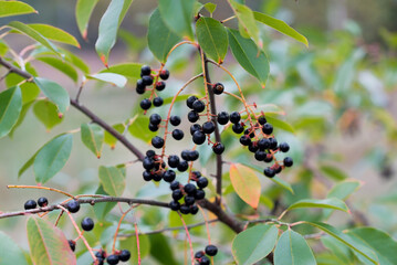 Prunus serotina, wild black cherry wild black berries closeup selective focus