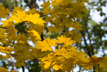 Fototapeta na wymiar yellow maple fall leaves on branch selective focus