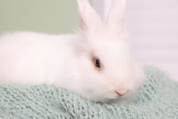 Fluffy white rabbit on soft blanket, closeup. Cute pet