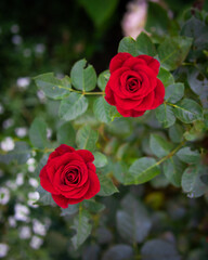 Róże © janek