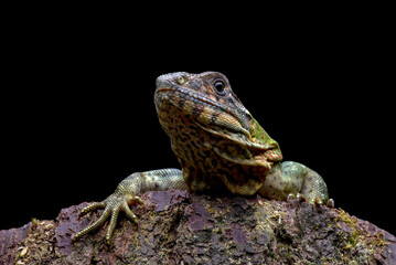 Spiny tailed iguana on a tree branch