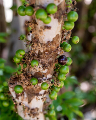 Exotic fruit. The green jaboticaba growing on the stem of the jaboticaba tree. Jaboticaba is the native Brazilian grape tree. Species Plinia cauliflora. Typical exotic summer fruit. Gastronomy.