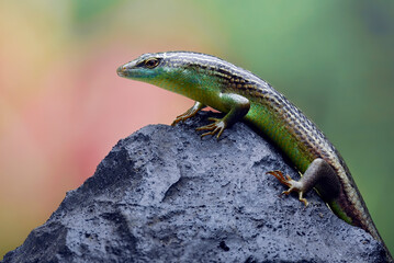 Lizard on a stone