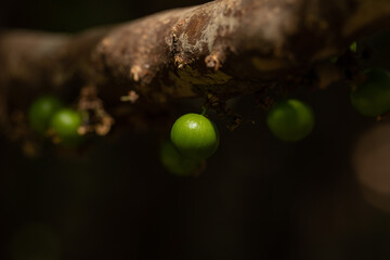 Exotic fruit. The green jaboticaba growing on the stem of the jaboticaba tree. Jaboticaba is the native Brazilian grape tree. Species Plinia cauliflora. Typical exotic summer fruit. Gastronomy. - obrazy, fototapety, plakaty