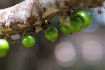 Exotic fruit. The green jaboticaba growing on the stem of the jaboticaba tree. Jaboticaba is the native Brazilian grape tree. Species - obrazy, fototapety, plakaty