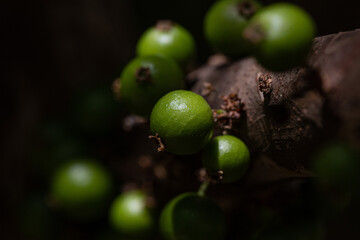 Exotic fruit. The green jaboticaba growing on the stem of the jaboticaba tree. Jaboticaba is the native Brazilian grape tree. Species Plinia cauliflora. Typical exotic summer fruit. Gastronomy.