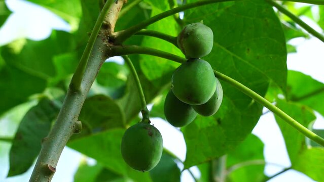 The fruit of Jatropha curcas (Also called jarak pagar, physic nut, Barbados nut, poison nut, bubble bush, castor oil plant, hedge castor oil plant) leaves. Indonesian use the latex to stop bleeding