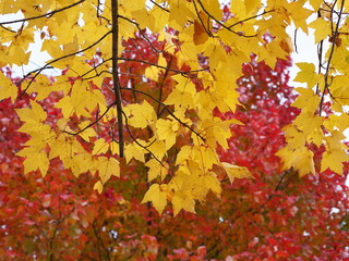 yellow maple leaves with red leaves background