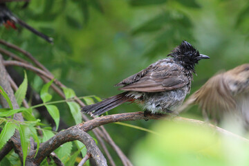 Red-vented bulbul bird on green tree branch and clean its wings