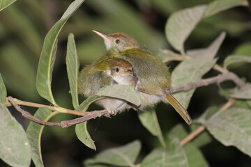 The babies of common tailor bird on tree branch in night