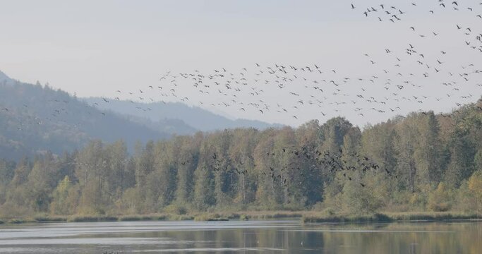 Slow motion of gaggle of Canada Geese (Branta canadensis) flying over lake