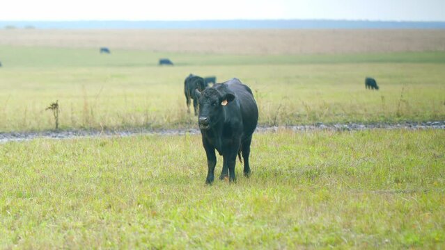 Animals concept. Cow walking along a green grassy meadow field. Angus cattle. Selective focus.