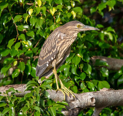 Juvenile night heron