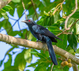 Asian koel