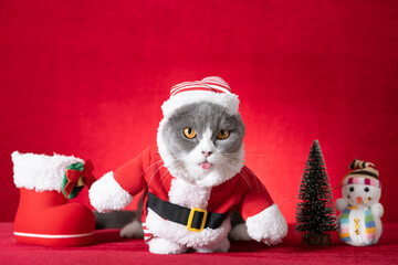 cute british shorthair cat with Santa Claus dress on red background