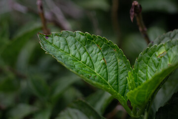 Green leaf background in the environment