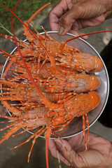 hand holding a lobster