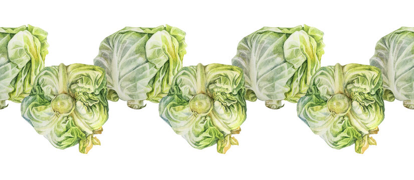 Seamless rim watercolor head cabbage on white background. Hand-drawn vegetable meal for vegan or vegetarian. Ingredient for cooking salad. Border for cookbook kitchen or cafe menu. Wallpaper