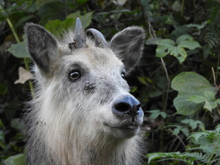 Fototapeta premium 二ホンカモシカ