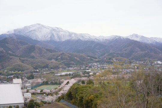 Cherry blossoms are blooming at the foot of Mt. Ooyama covered with light snow                            