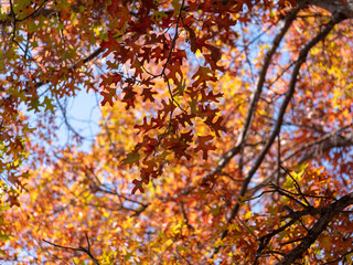 Fototapeta na wymiar autumn leaves in the sun