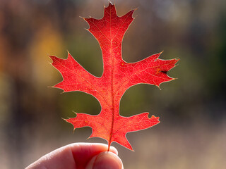 red oak leaf in hand
