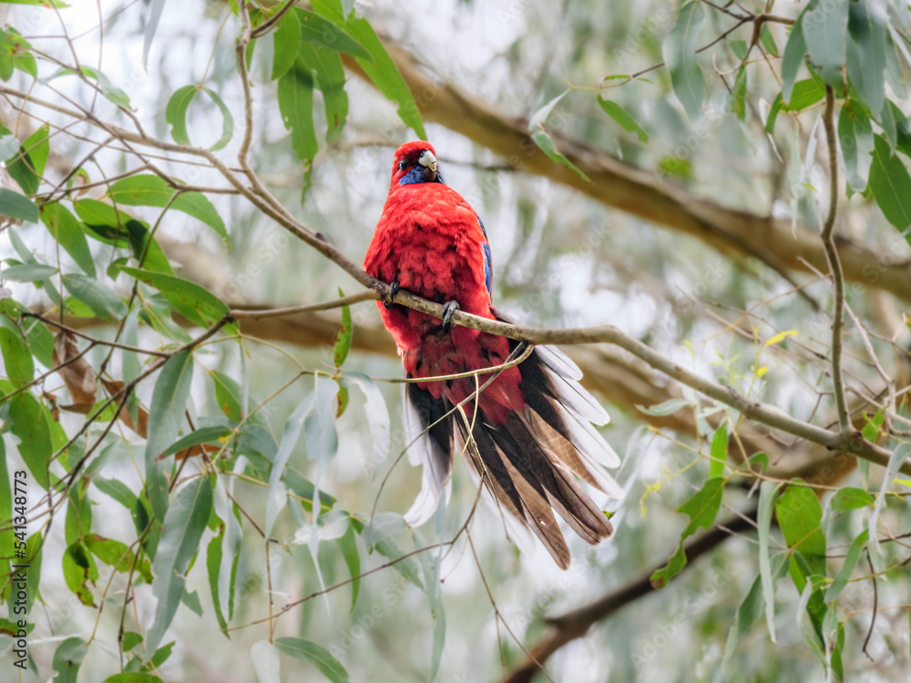 Wall mural Rosella Tail Flicked