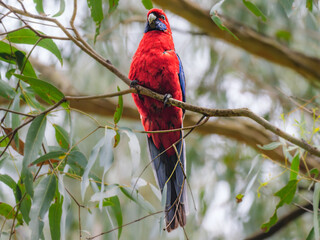 Rosella Perched