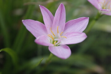 purplish pink lily flower