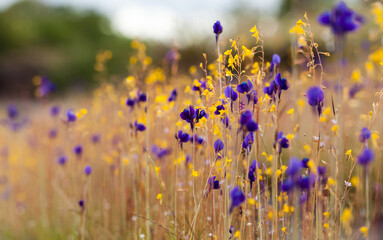 lavender field in the morning