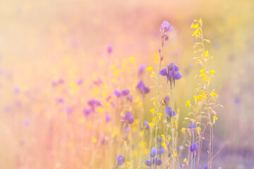 Fototapeta premium field of lavender flowers
