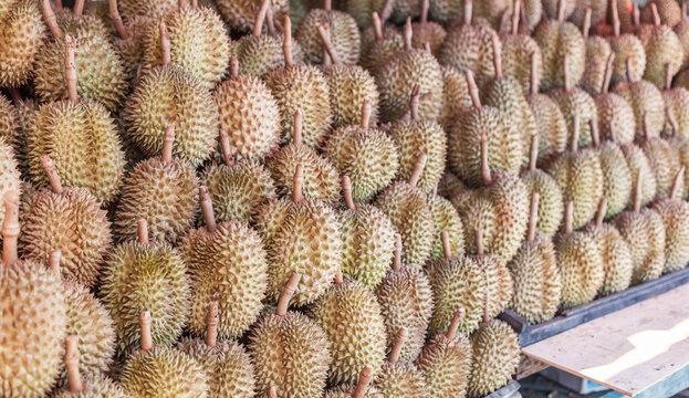 Durian Is Placed On A Stall For Sale.