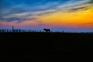 Caballo al atardecer