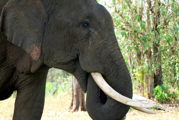 Asian elephant