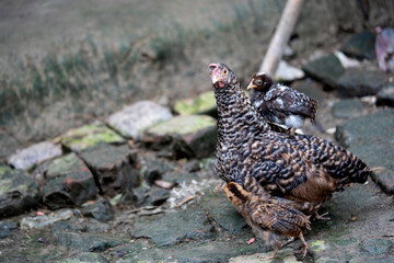 Animals in the countryside. chicken in the farmer's yard.