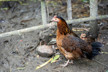 Animals in the countryside. chicken in the farmer's yard.