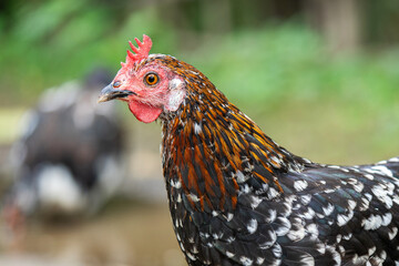 Animals in the countryside. chicken in the farmer's yard.