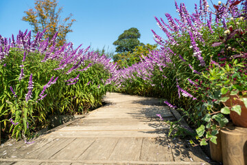 アメジストセージ　あしかがフラワーパーク