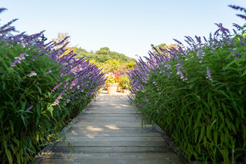 アメジストセージ　あしかがフラワーパーク