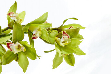 Cymbidium Orchid isolated on white background