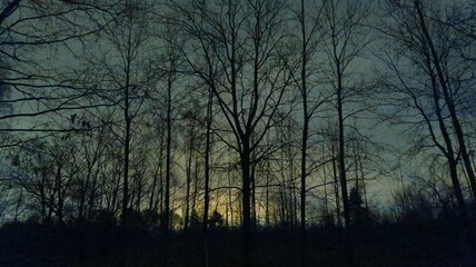 sunset in the forest
