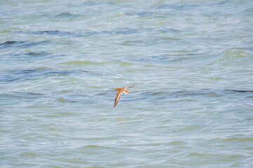 Common sandpiper, Actitis hypoleucos, flying over lake water