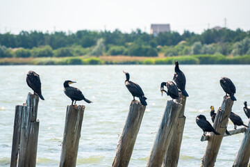 A flock of cormorants sits on a old sea pier in orange sunset light