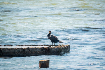 Black cormorant sits on a old sea pier
